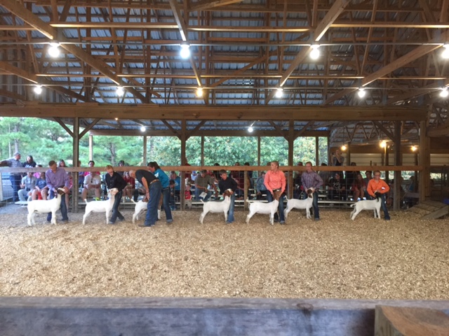 Clinton Students Find Success at Goat and Lamb Show