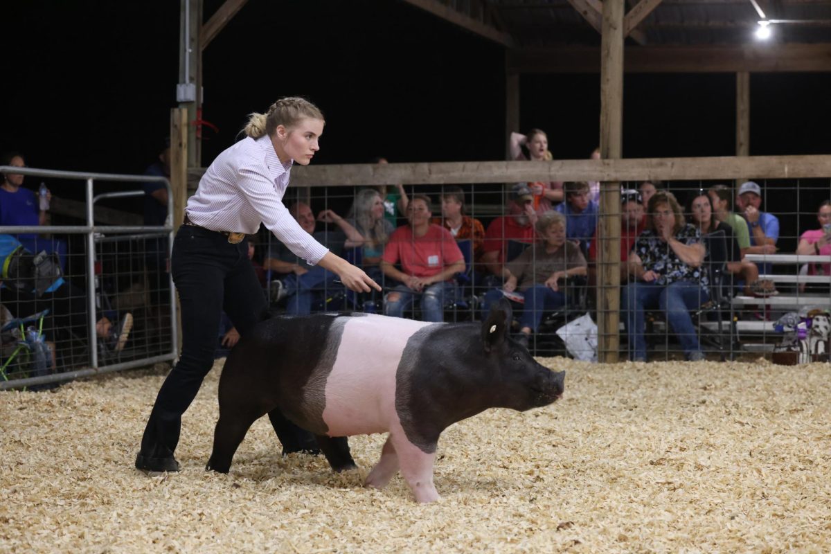 County Fair Hog Show