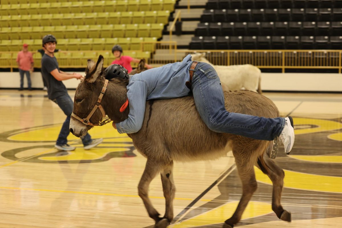 Donkey Basketball 2025